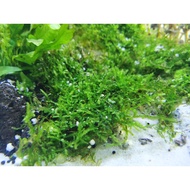 Java Moss / Moss /box