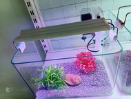 Combo bể cá đúc 30x18x20 cm mini để bàn