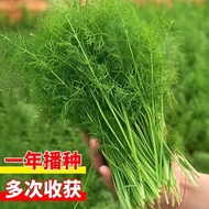 【 Cut Fennel Seeds 】 Version Fennel Bulbs Fennel  Home Garden Vegetable Seeds Balcony Pot Planting