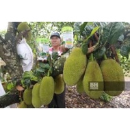 Nangka Madu Hybrid J33