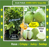 Anak Pokok Jambu Batu Tanpa Biji  Jambu batu Kristal 水晶番石榴 树苗  无籽番石榴 树苗 Sapling Guava Seedless