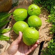 REPLIKA Realistic Guava Replica | Dummy Guava Fruit | Fake guava for Decoration