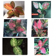 Aglaonema/Different Kinds of Aglaonema