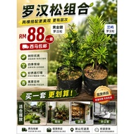 黄金钻罗汉松盆栽优惠组合Golden Diamond × Lanyu Podocarpus Set