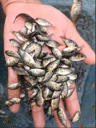 paket 100 bibit ikan mujair