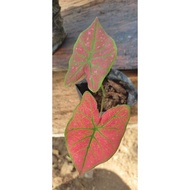 Rare Red Spider Caladium live plant Pokok Keladi Caladium Pokok Hiasan warna warni pokok hidup polybag segar ready stock