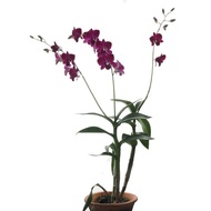 Dendronium Orchid Red Bull Potted Flower Plant - Fresh Gardening Indoor Plant Outdoor Plants for Hom