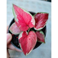 caladium dwi warna