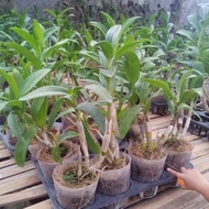 anggrek Dendrobium lasianthera dewasa