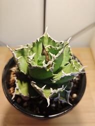 龍舌蘭  白鯨  植物 Agave Plant