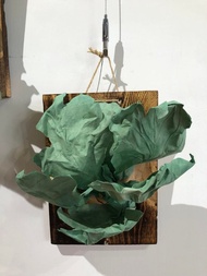 叛徒鹿角蕨 03號 濾紙手折花 植物上板 情人節禮物 生日禮物