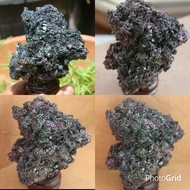 Jual BATU METEOR KLEP PELANGI Berkualitas