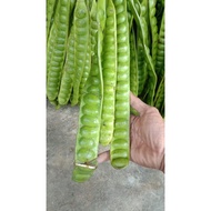 petai fresh/Petai baru/Mata besar 1 keping