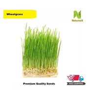 200pcs Organic Wheatgrass Seeds (Free Shipment via Normal Mail)
