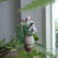 泰國寶貝嘉德麗亞蘭 Cattleya Thailand Baby 皮革蘭花
