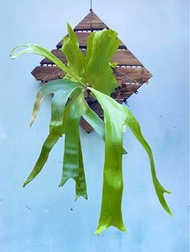 鹿角蕨 三角鹿角蕨 P. stemaria 18種原生種之一