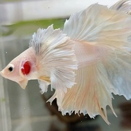 HALFMOON SUPER DUMBO EAR ROSETAIL YELLOW minus ekor