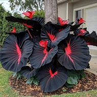 Suitable for Planting Elephant Ear Ball Roots-Rare Plants, Flower Bed Frame and Landscape Decoration