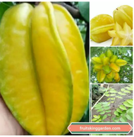 ANAK POKOK BELIMBING MADU HYBRID TAIWAN( STAR FRUIT) 4 FEET TALL Buah Buahan Fruits Live Plant [WEST