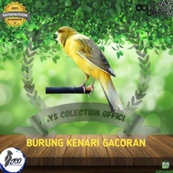 Burung Kenari Gacoran Seri Af