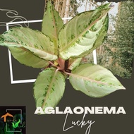 Aglaonema Lucky Live Plants