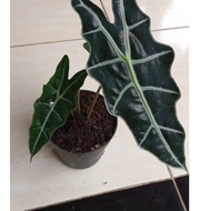 (0_0) Tanaman hias keladi amazon - keladi amazon - caladium ("_")