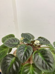 非洲紫羅蘭盆栽