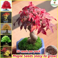 [100% Original Seed] 50pcs Red Maple Tree Seeds Acer Palmatum Bonsai Seeds for Planting Flowers Gardening Flower Seeds Easy To Grow Singapore Air Purifying Live Plants Indoor and Outdoor Real Plants Potted Ornamental Plant Seeds Home Garden Decor