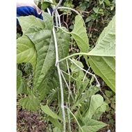 1kg of fresh lime vine, freshly picked and sent by customers (Liu Ly) I'm in the North, Sent to the 