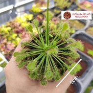 [ Code BEL ] Drosera beleziana frame