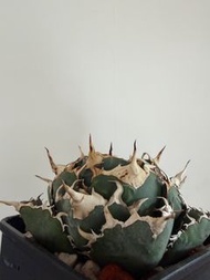 龍舌蘭 白鯨 植物 非象牙宮 龜甲龍