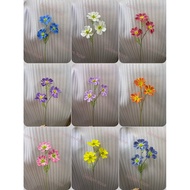 🇲🇾Bunga Gesang Besar x 3Bunga Big Gesang Flower Cosmos Flower