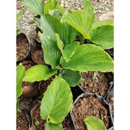 Kunyit Hitam/Anak pokok kunyit hitam