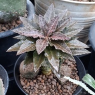 Euphorbia tulearensis x francoisii triangle leaves