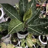 Aglaonema Pride Of Sumatra Tengkorak