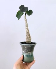 紅葉西番蓮｜Adenia Stylosa ｜———｜塊根植物｜象牙宮｜龜甲龍｜曲刺妖炎｜橄欖｜象足漆樹｜多肉植物｜龍舌蘭｜嚴龍｜