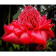 TIADA COD Anak Pokok Kantan Merah Menyala aka Torch Ginger