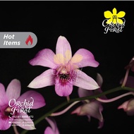Anggrek Mantangai - Dendrobium Mantangai / Mentangai (Original Collection - Kalimantan)