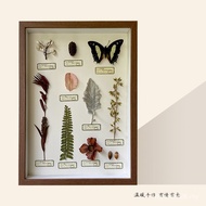 Real Butterfly Plant Specimen Decorative Painting Christmas Gift Silent ins Literary Style Living Ro