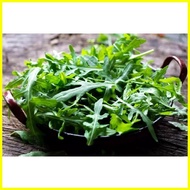 ✿ ❦ ☽ RARE Italian Rocket Lettuce / Arugula Vegetable Salad Seeds ( 1000 seeds ) - Basic Farm House