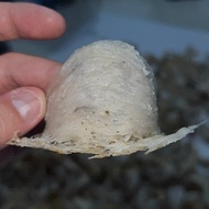 sarang burung walet kotor 100% asli langsung dari petani sbw - 1 kg