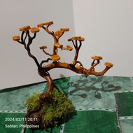 bonsai tree for aquarium