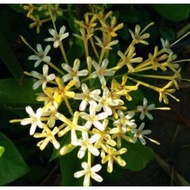 Pokok Bunga Ixora Madagascar