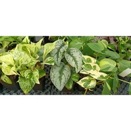 Pothos Money Plant Real Live Plant with Pot Marble Queen Golden NJoy Silver Brazil Pothos