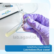 Kultur/ isolat bakteri Lactobacillus casei