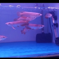 Ikan Arwana Golden Red Arowana Golden Red 10Cm New