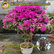 (Fast Growing 80pcs)Mixed Colors Bougainvillea Seeds for Planting Flowers Bougainvillea Flower Seeds
