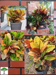 SJH - Codiaeum Variegatum / Puding Kura-Kura Puding China Bag 14x14 [Real Plant/Live Plant/Bunga Hid