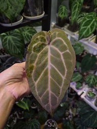 個體水晶花燭側芽