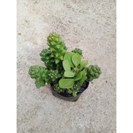 Euphorbia Euphorbia Euphorbia (garden decor)